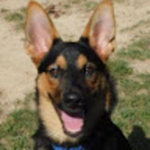 Meet your Posher, Cody